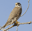 prairie falcon in tree