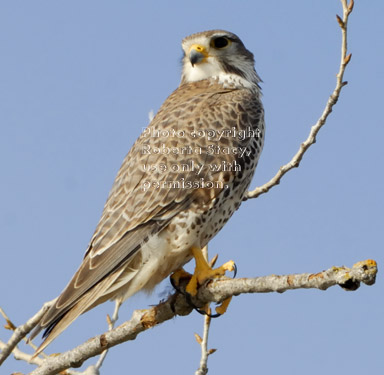 prairie falcon in tree