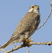 prairie falcon on tree branch