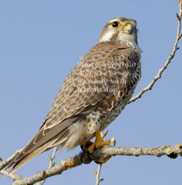 prairie falcon on tree branch