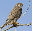 prairie falcon in the wild