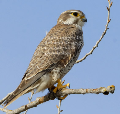 prairie falcon in the wild