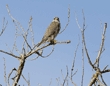 prairie falcon perched in tree