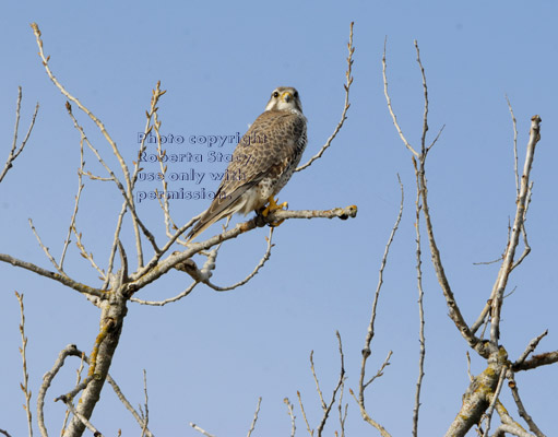 prairie falcon perched in tree