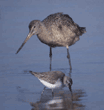 marbled godwits