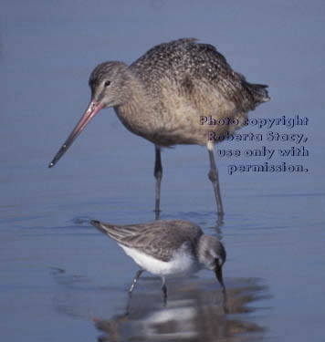 marbled godwit and dunlin