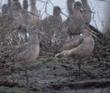 marbled godwits