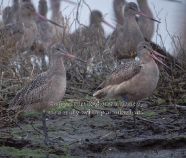 marbled godwits