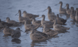 marbled godwits