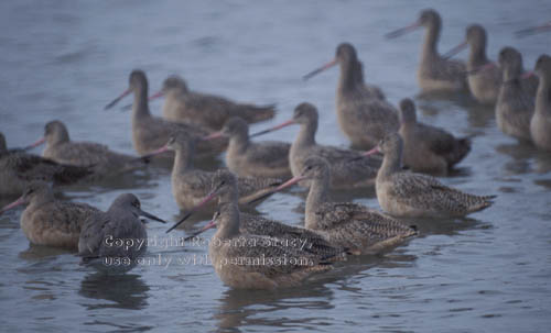 marbled godwits