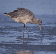 marbled godwits