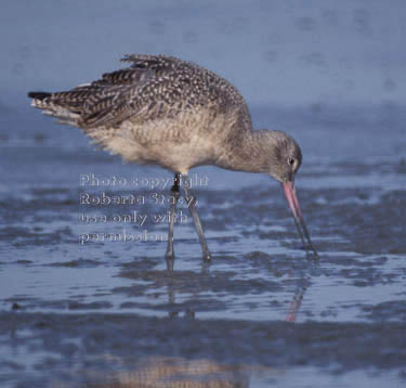 marbled godwit