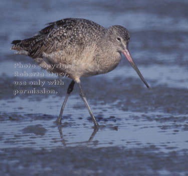 marbled godwit