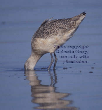 marbled godwit