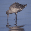 marbled godwits