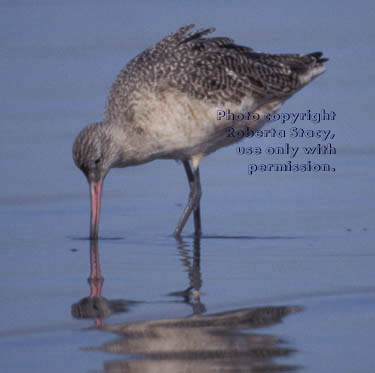 marbled godwit