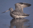 marbled godwits