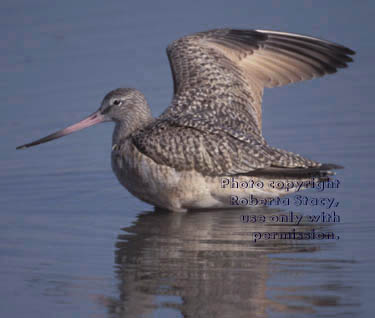 marbled godwit