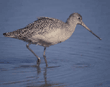 marbled godwits