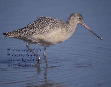 marbled godwit