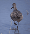 marbled godwits