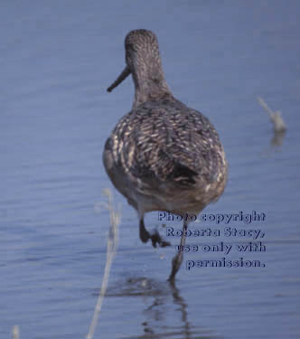 marbled godwit