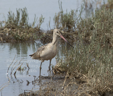 marbled godwit