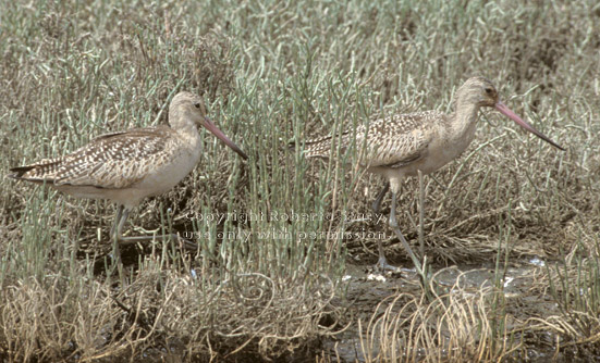 marbled godwits