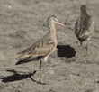 marbled godwits