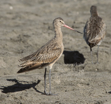 marbled godwits