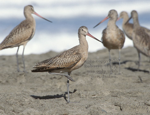 marbled godwits