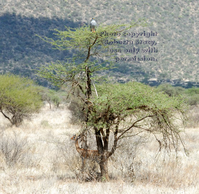 eastern pale chanting goshawk at top of tree