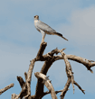 eastern pale chanting goshawk standing on treetop