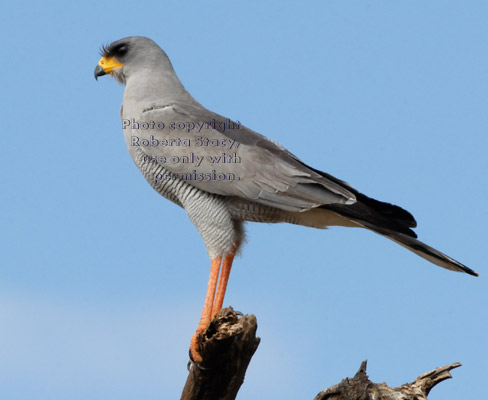 eastern pale chanting goshawk perched on treetop