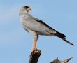 eastern pale chanting goshawk standing on treetop