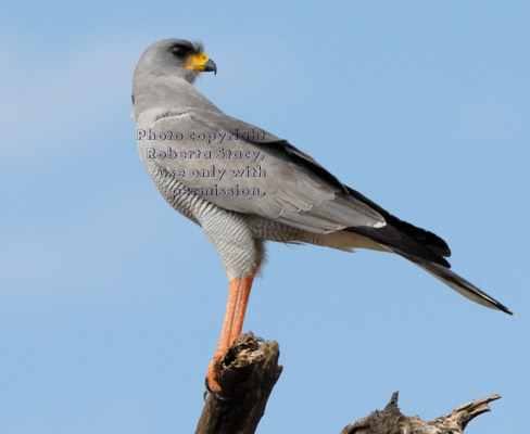 eastern pale chanting goshawk standing on treetop