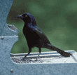 common grackle