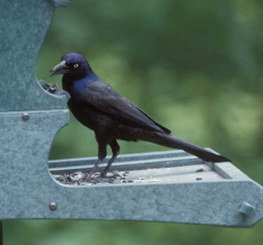 common grackle