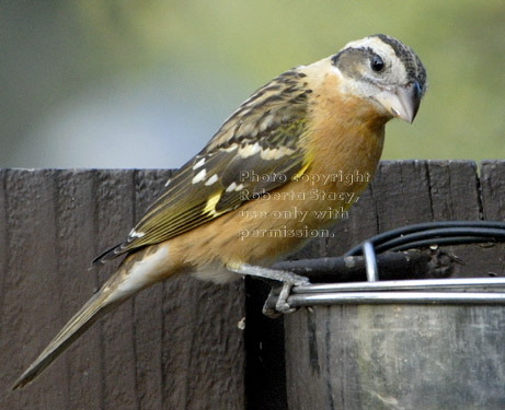 female black-headed grosbeak at feeder