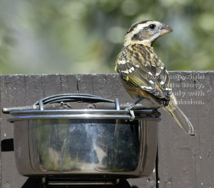 female black-headed grosbeak at feeding bowl