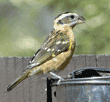 black-headed grosbeak, female