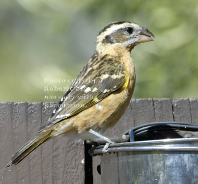 black-headed grosbeak, female