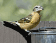 female black-headed grosbeak eating black oiled sunflower seed