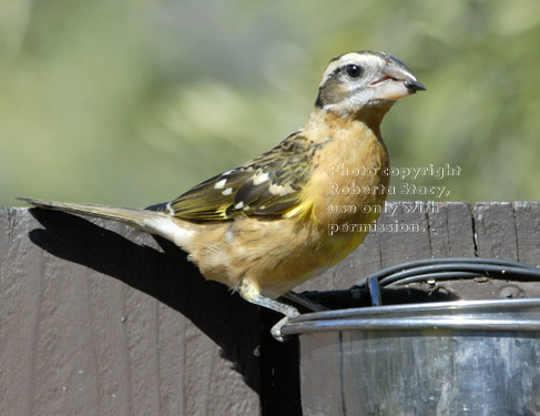 female black-headed grosbeak eating black oiled sunflower seed