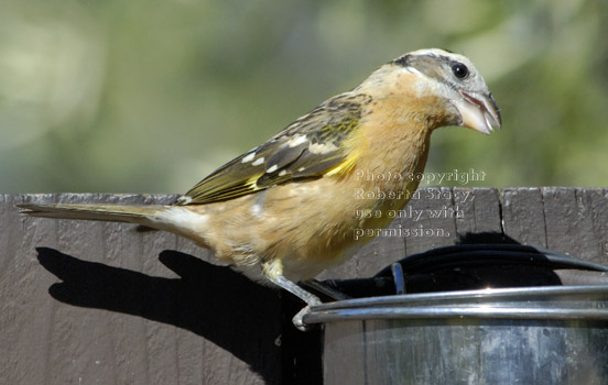 black-headed grosbeak, female, with seed in mouth