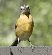 emale black-headed grosbeak on fence