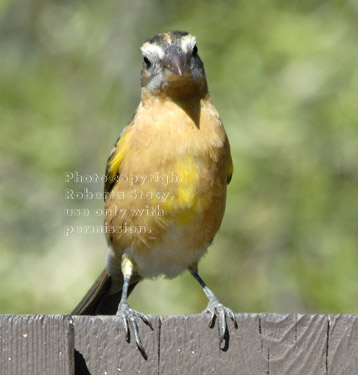 female black-headed grosbeak on fence