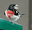 male rose-breasted grosbeak eating a sunflower seed