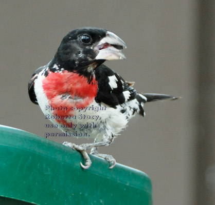 male rose-breasted grosbeak eating a sunflower seed