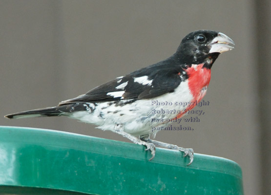 male rose-breasted grosbeak on feeder